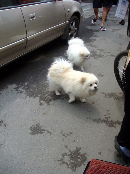 Image: /media/?path=/trips/2007-08-13 China/2007-08-16_Beijing/20070816-110438-0-Rob.jpg